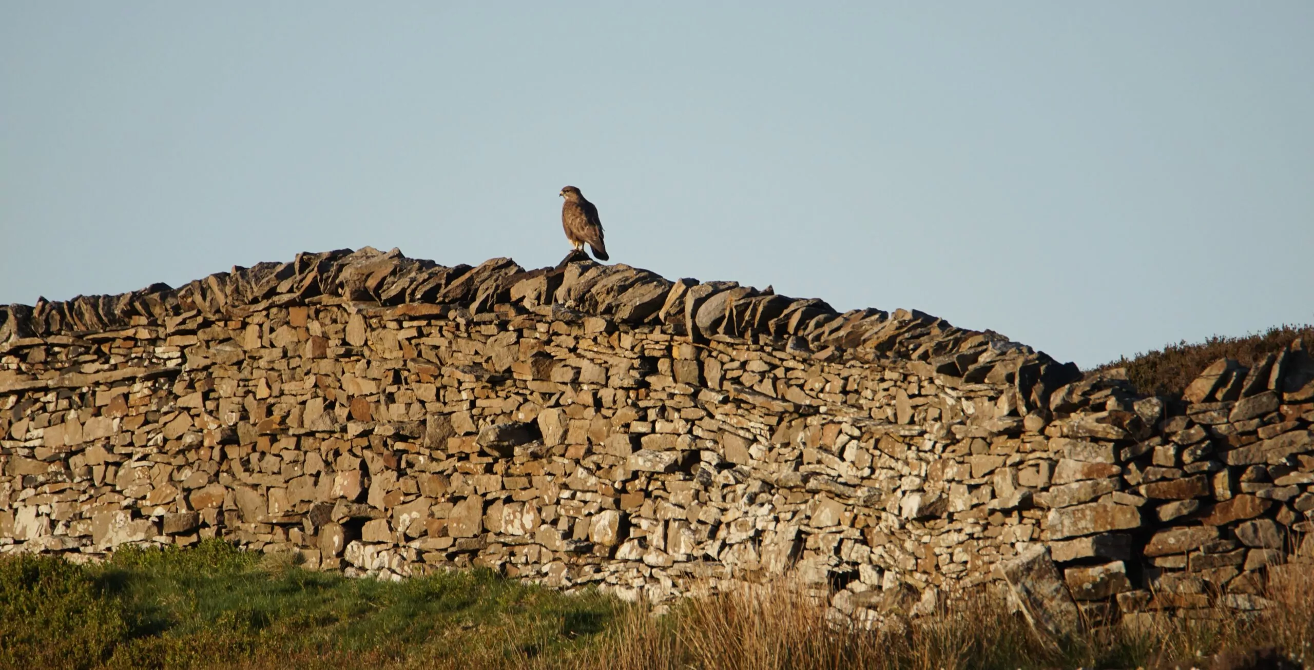 A common buzzard perched on top of a traditional rustic stone wall in a rural countryside landscape under a clear sky.