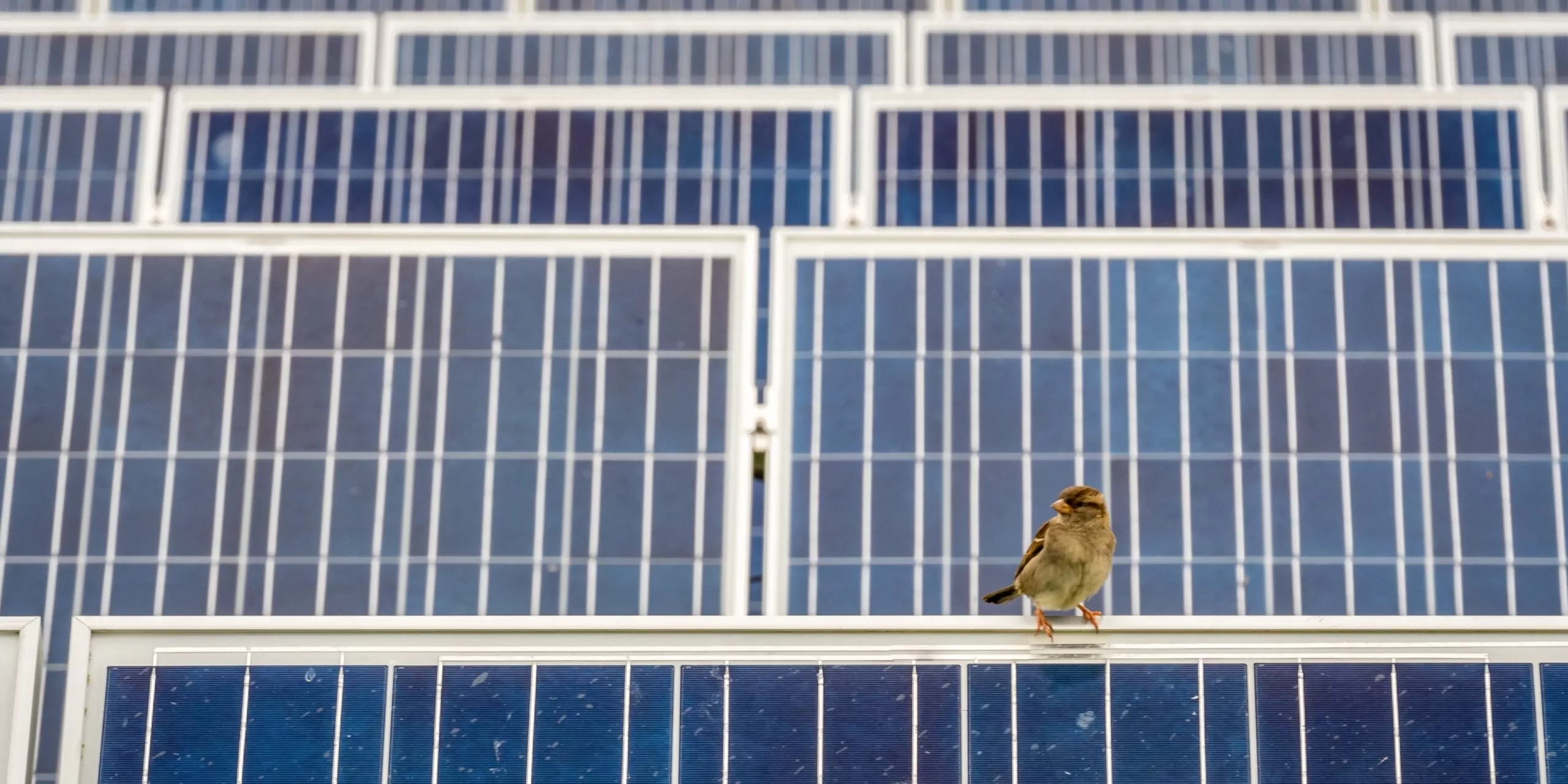 Small bird perched on solar panels at a renewable energy site, illustrating the interaction between wildlife and solar power while highlighting sustainable energy and habitat conservation.